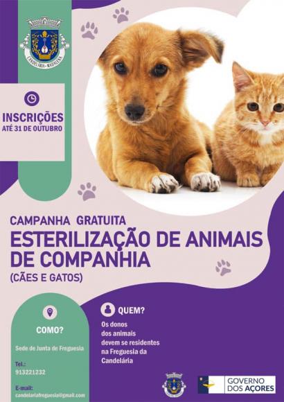 Freguesia de Candel&aacute;ria - CAMPANHA GRATUITA DE ESTERILIZA&Ccedil;&Atilde;O DE C&Atilde;ES E DE GATOS